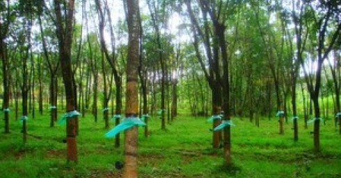 Đầu tư nước ngoài vào Lào tăng mạnh